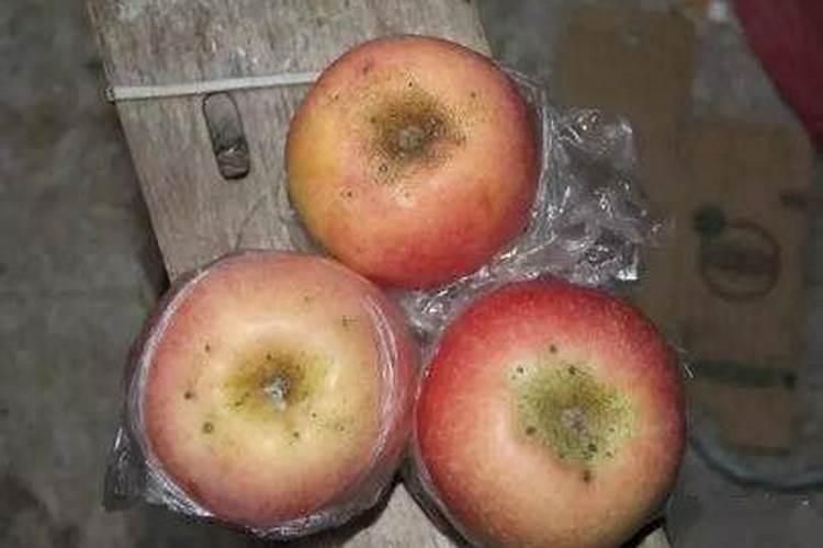 如何正确解释套袋苹果缺钙问题,并如何解决