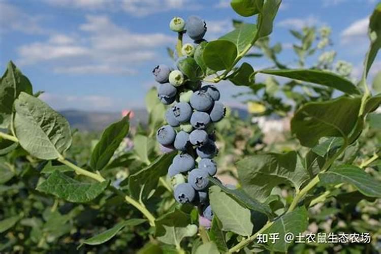 蓝莓施什么肥