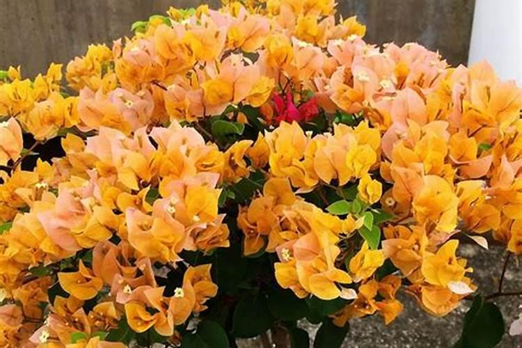 养护茶花期间,什么时候才能喷施磷酸二氢钾？
