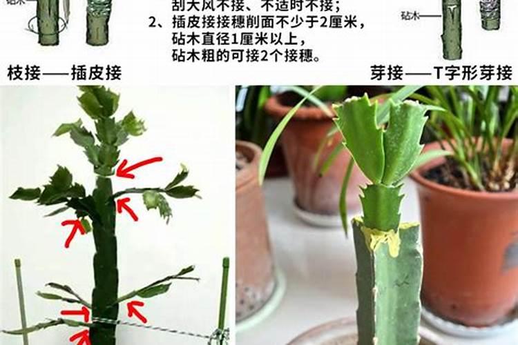 仙人掌嫁接蟹爪兰成活后怎么施肥(如何使蟹爪兰长得粗壮)