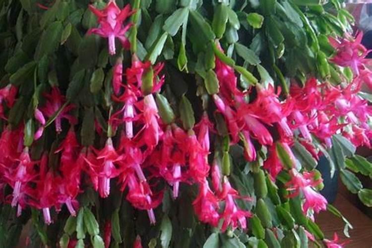 蟹爪兰花落后用什么肥