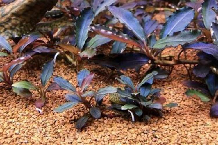 辣椒榕水下养殖技巧 辣椒榕怎么养殖