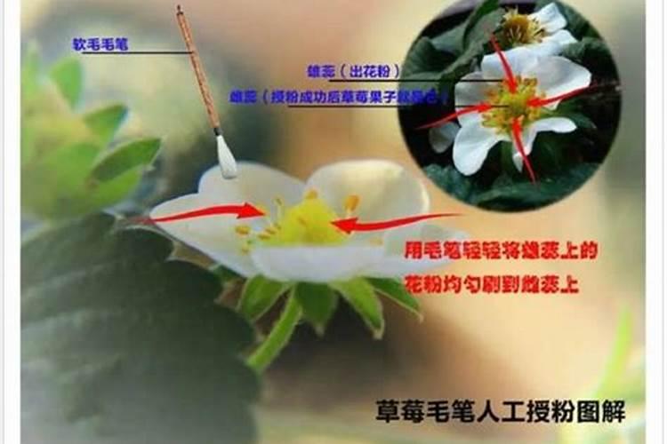 草莓追肥什么肥料
