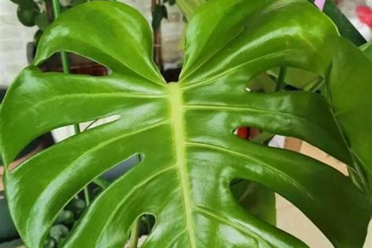 乙基麦芽酚使用方法