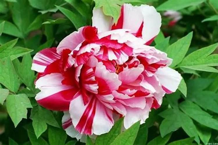 牡丹花怎么养护和施肥