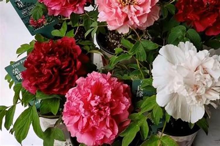 牡丹花怎么养护和施肥