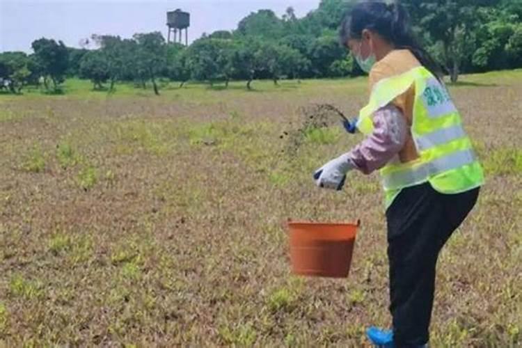 卡瓦酷奇水果番茄产地哪里