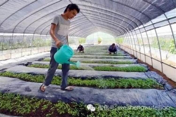 氮肥过量如何解决