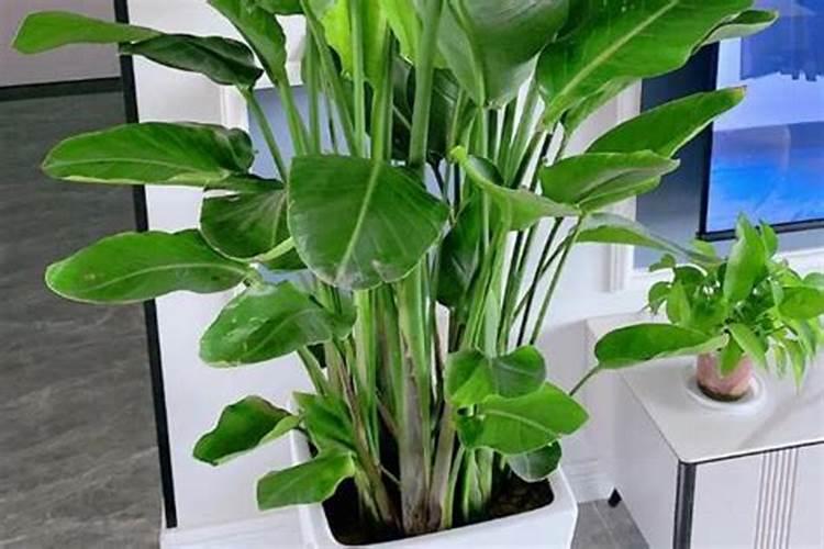 天堂鸟怎样养殖？