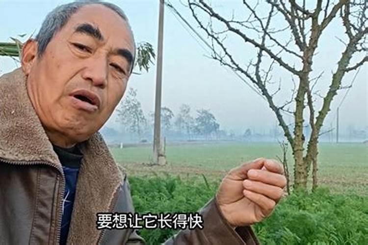 萝卜应该上什么肥料