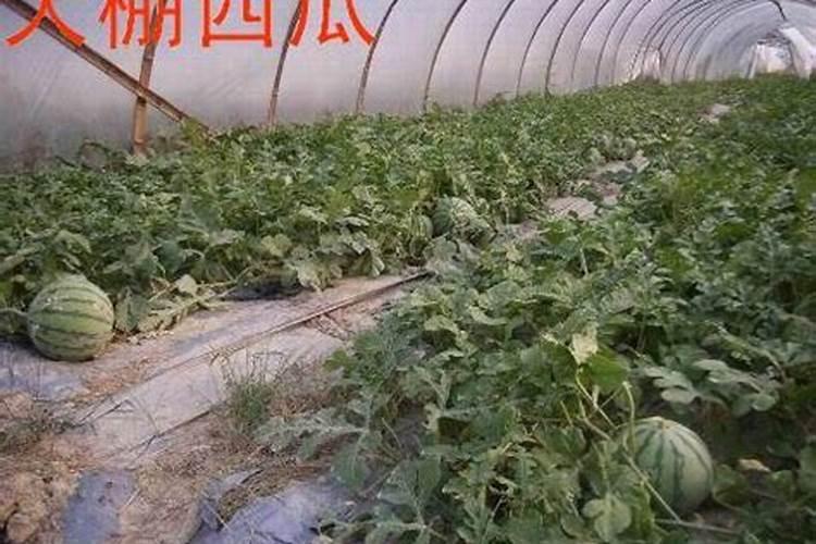 大棚小凤西瓜,用那种冲施肥,麻烦推荐一下