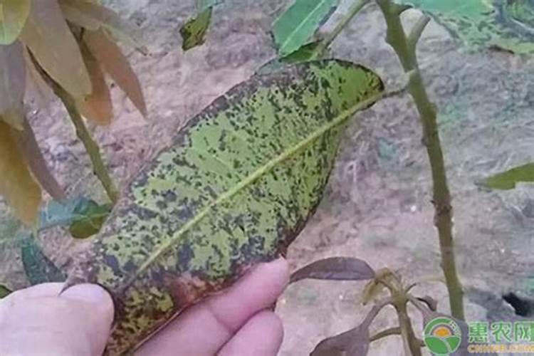 芒果开花期如何管理授粉(芒果花期栽培与管理技术要点)
