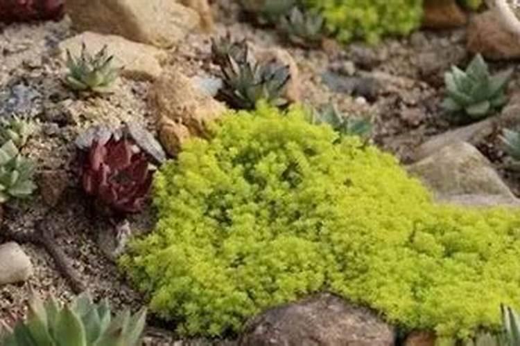 多肉植物怎么样,存活率比较高？？？