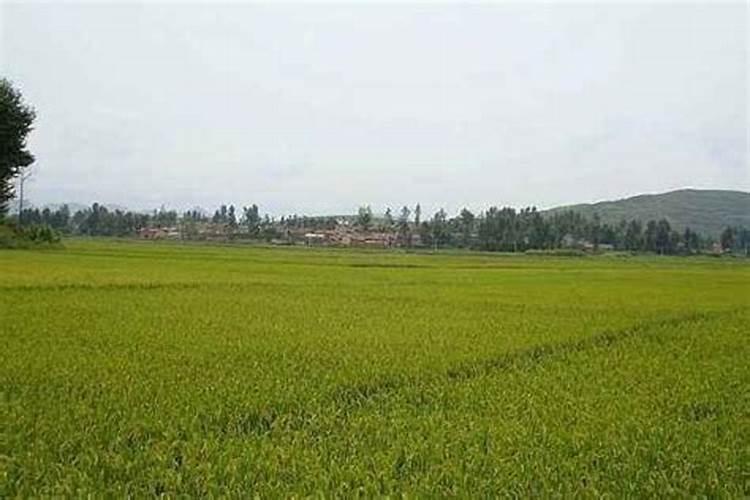 大田地什么时候撒钾肥最佳？