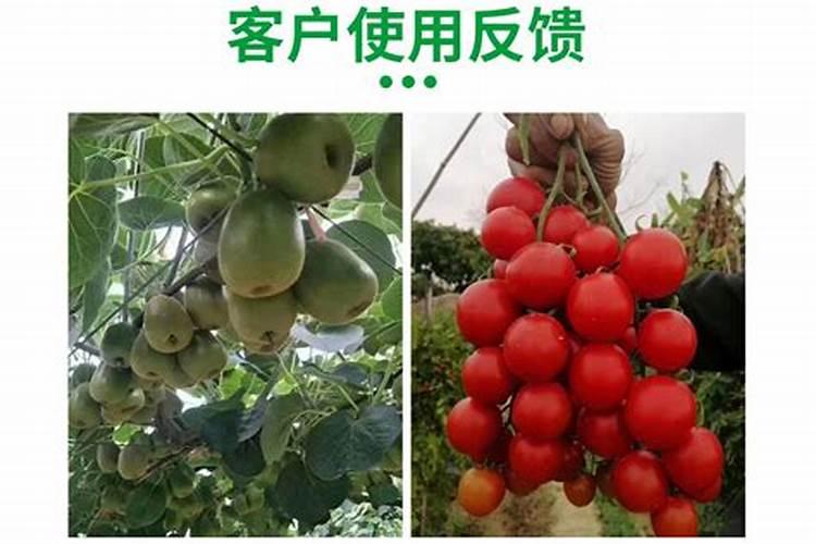 甜菜是什么菜
