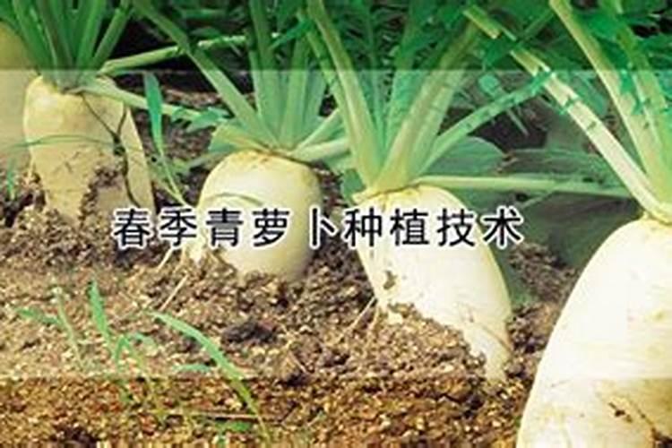 萝卜一般什么施肥
