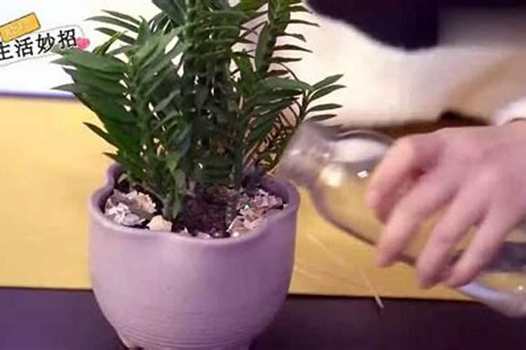 𥐯花在花蕊期怎样浇水施肥管理？如果17中磷酸二氢钾兑水灌根,植枝变...