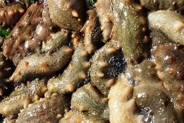 西瓜苗用什么肥料生根快西瓜苗几月份开始育苗