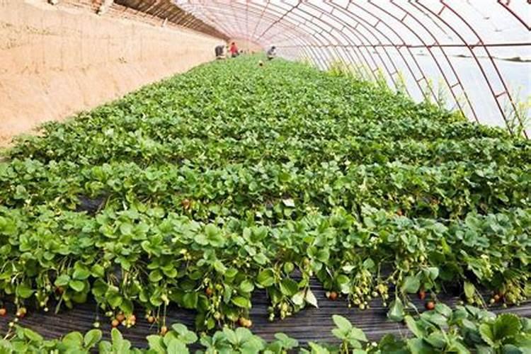 海藻肥属于什么肥料 附使用方法