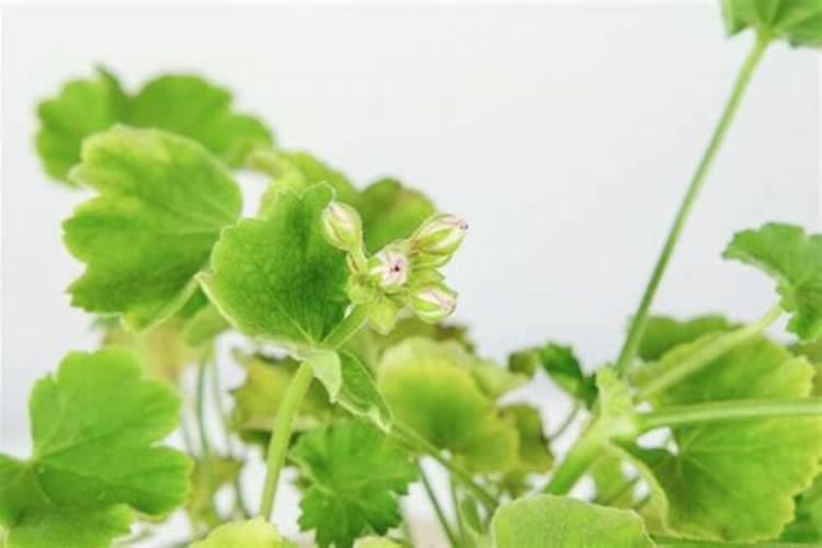 天竺葵为什么不开花只长叶 天竺葵徒长不开花原因分析