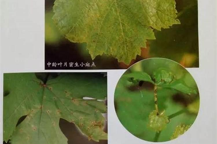 葡萄喷哪种叶面肥比较好？