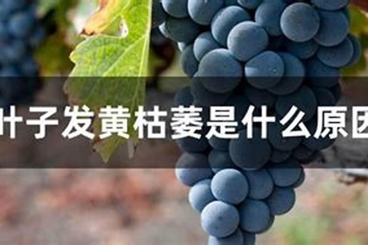葡萄喷哪种叶面肥比较好？