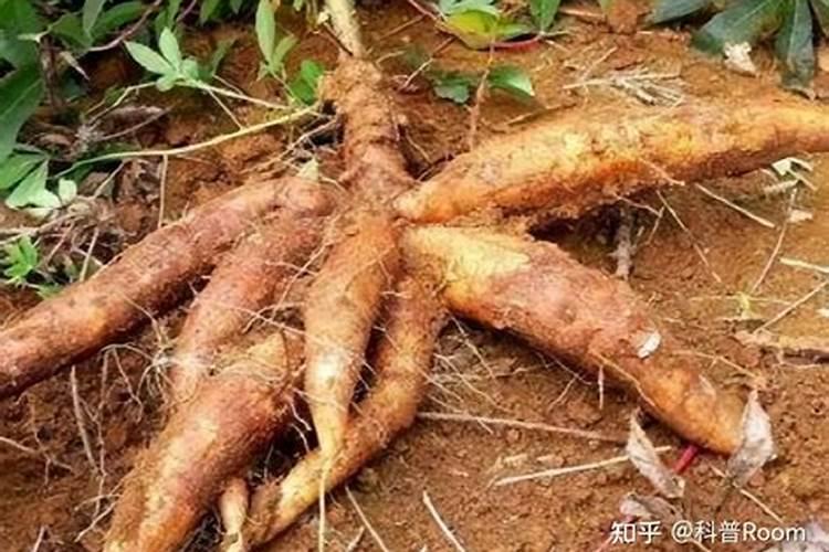 早上好!请问专家木薯如何施肥管理？