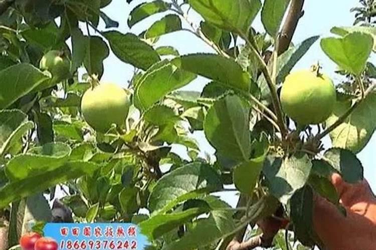 苹果树施肥时间和方法简介