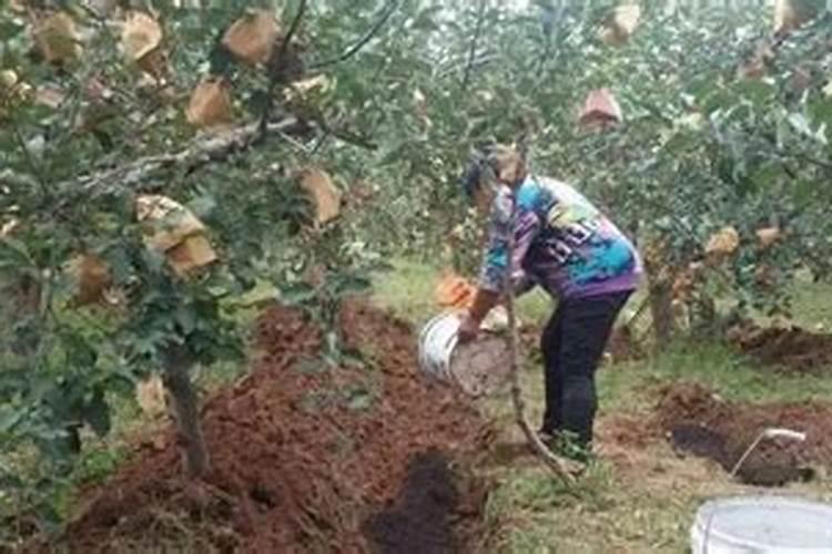 ...时候施肥？花椒叶面肥哪家好？花椒打什么叶面肥用“昆仑风”