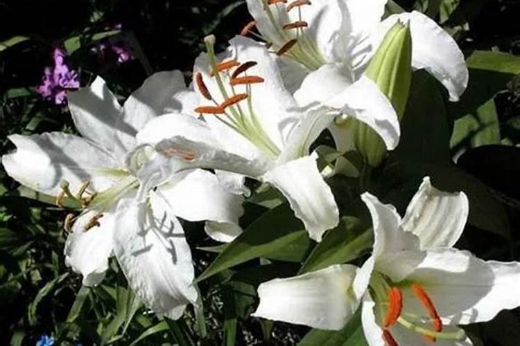 百合花怎么施肥浇水正确