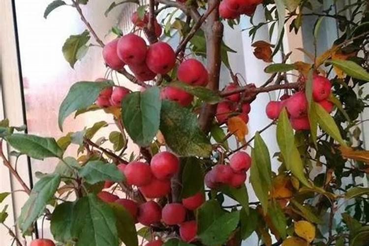 冬红果的养护方法
