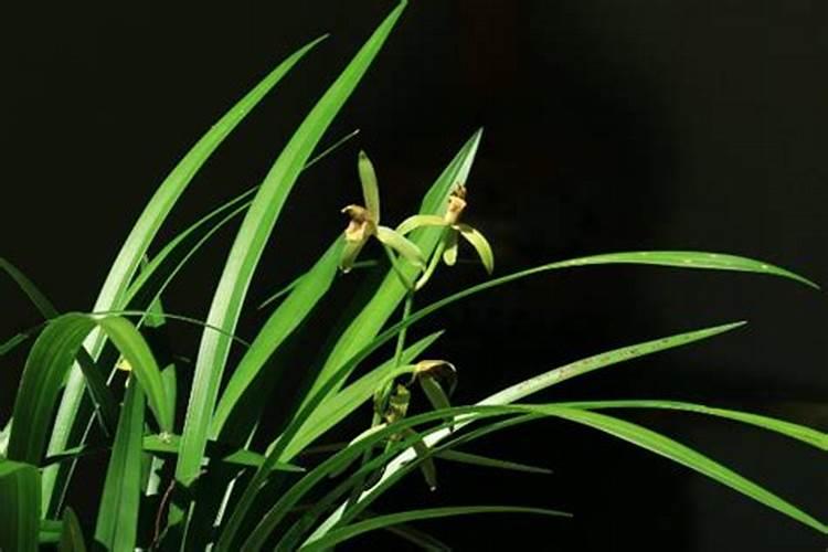 兰花春天什么时候施肥