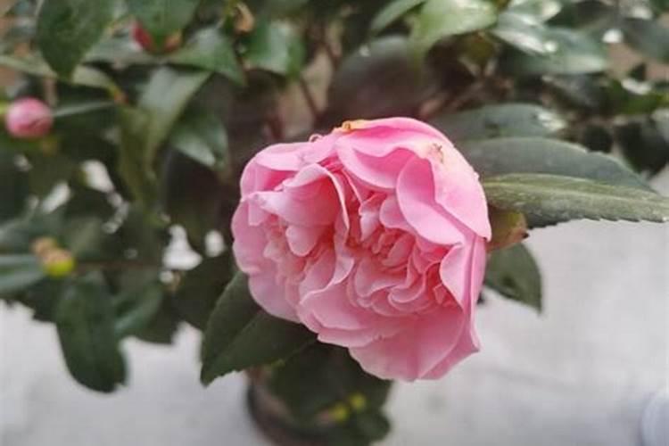 茶花上肥方法 氮肥催春梢