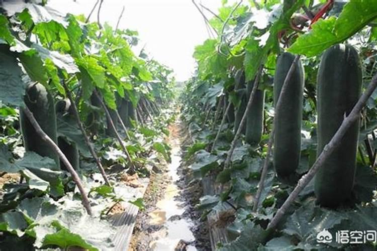 瓜类植物上什么肥料？