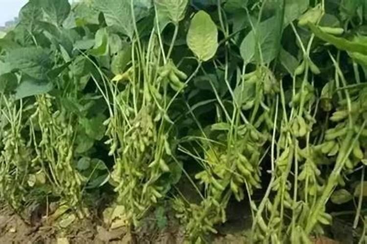 芸苔素可以灌根吗