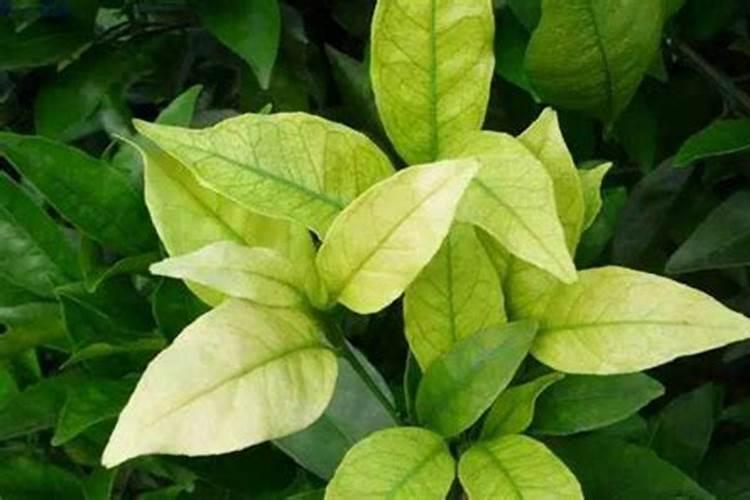 大量元素水溶肥可以与中量元素水溶肥混用吗？