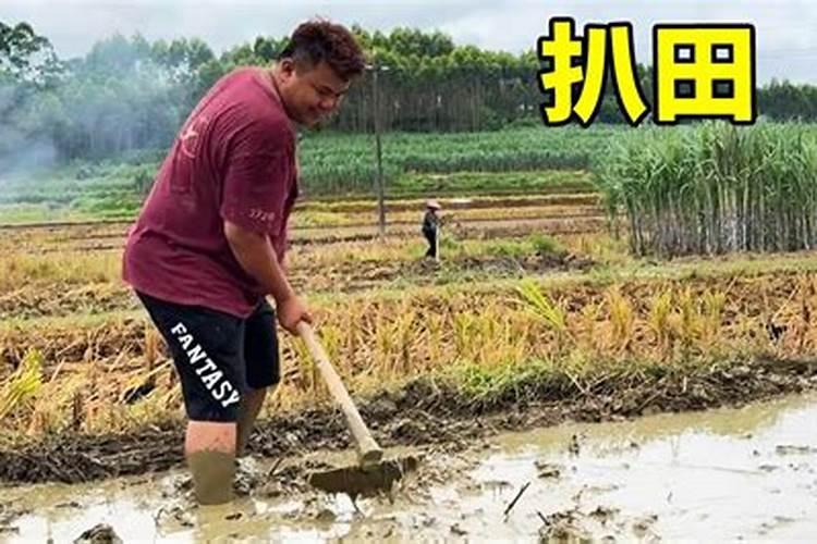 水稻施氮肥与硅肥间隔多少天？