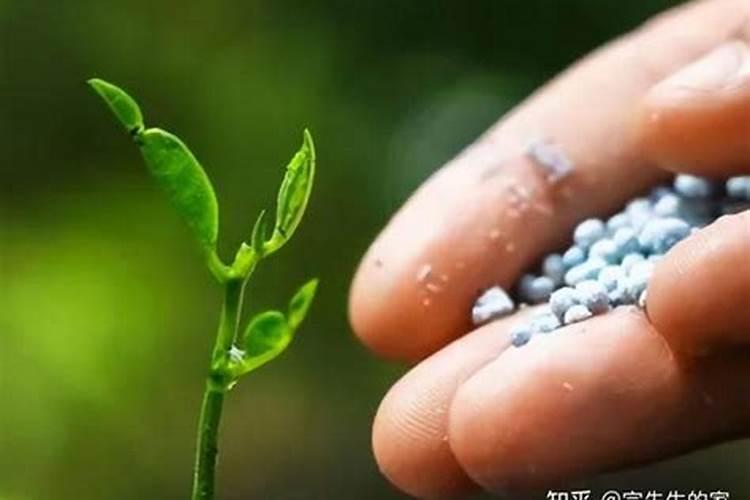 花生底肥用什么肥料好