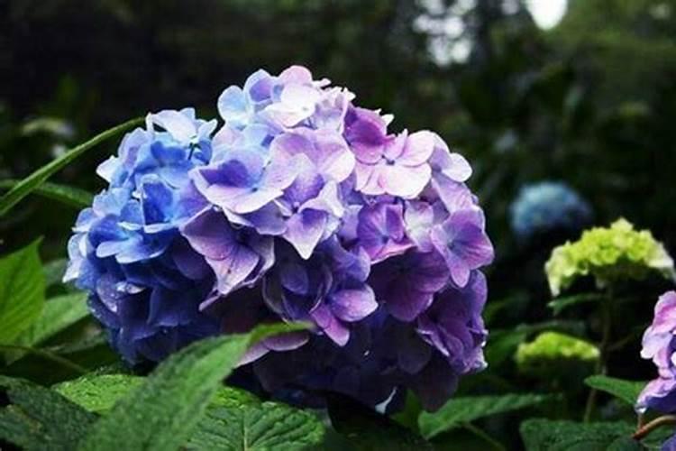 绣球花叶子发黄怎么办叶子发黄的原因及处理办法