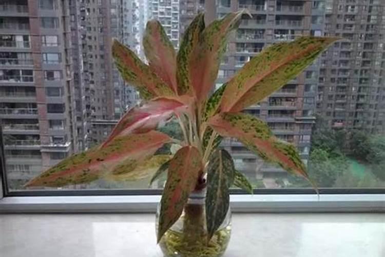 如意皇后怎样养殖