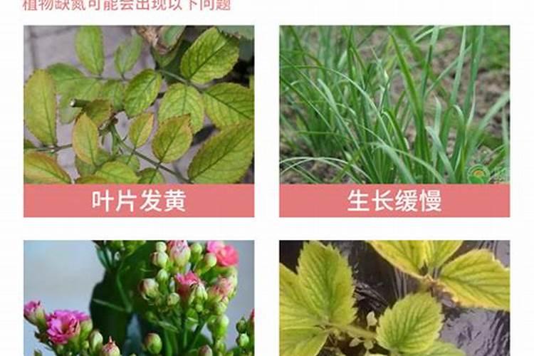 养花用什么肥料最好