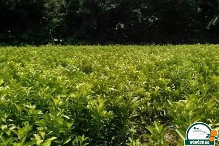 沃柑第三年挂果施肥方案是什么