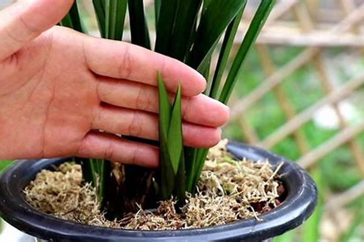 兰花换盆后多久可以施肥