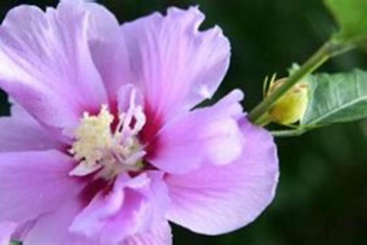 开花期怎么养 怎么让小木槿多开花