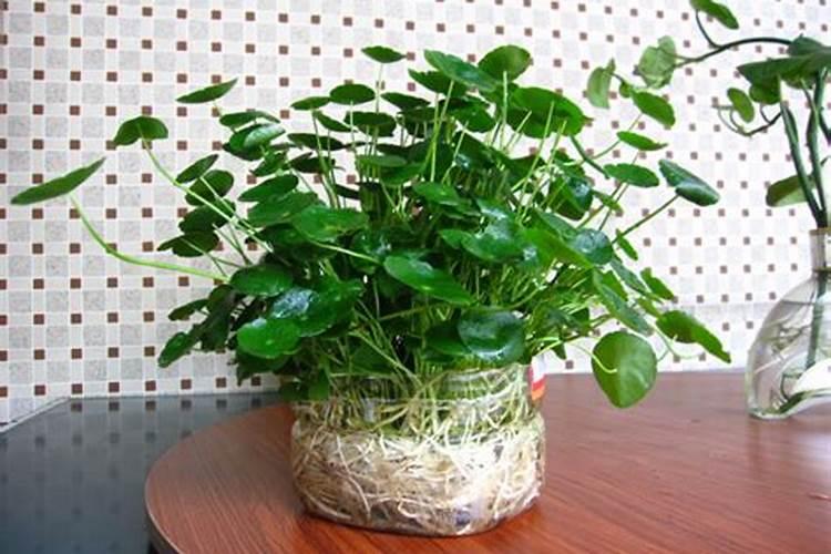水养植物怎么让它长得枝繁叶茂？
