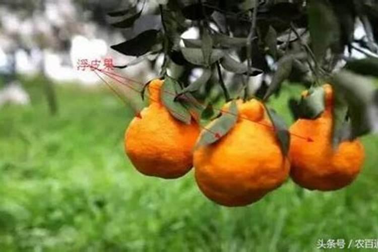 柑橘浮皮果发生与什么有关 如何防治