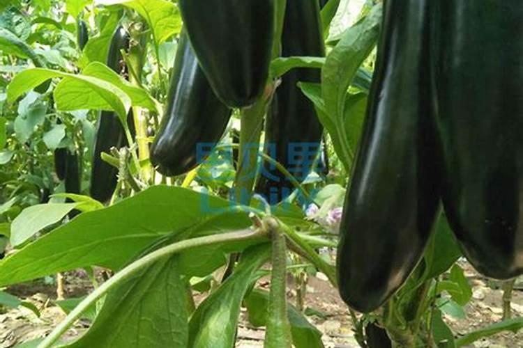 茄子 长果子了要放什么肥料好？