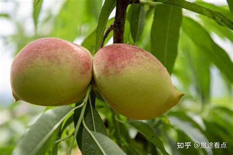 鹰嘴桃5月底还要打硼肥吗？