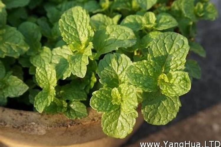 君子兰开花时能浇水吗