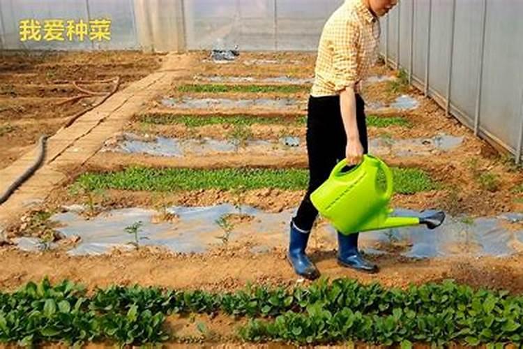 复合肥烧根后还能正常生长吗